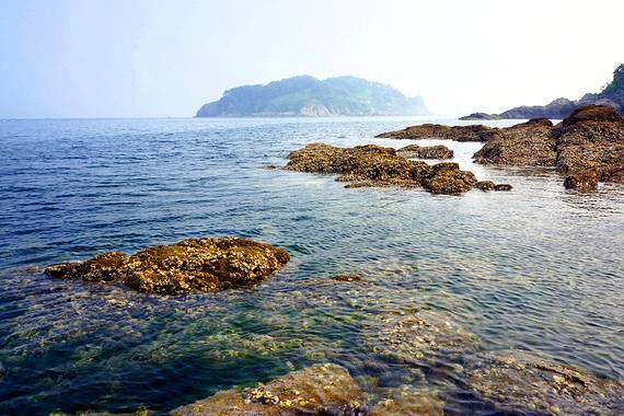 逃离白鸽之森